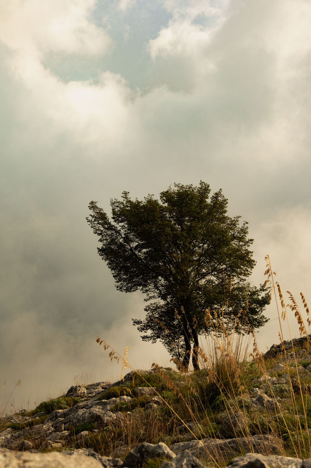 Albero solitario nella nebbia